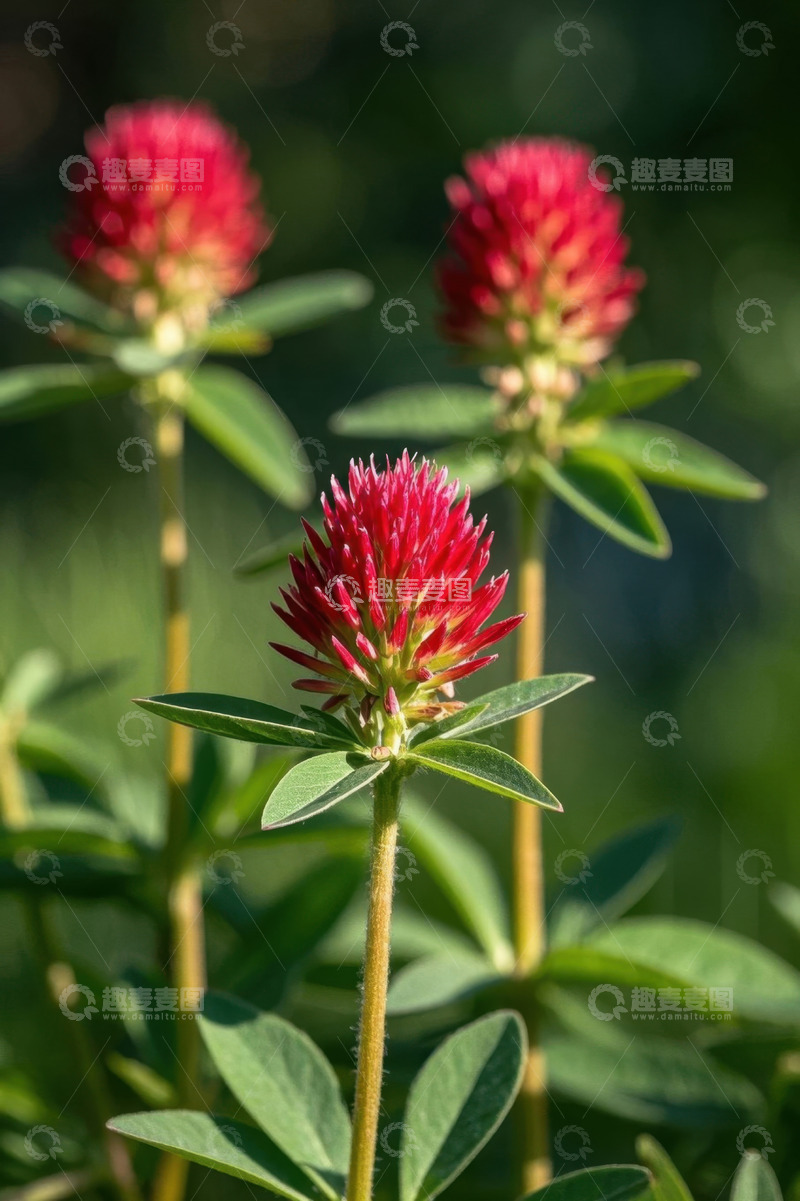 高清大图下载【趣麦麦图】红色花朵与绿叶特写