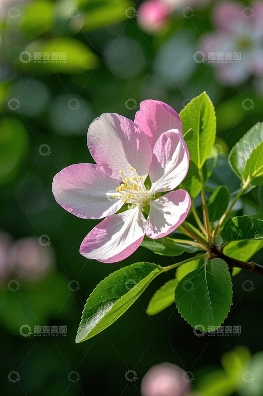 特写粉色花卉与绿叶