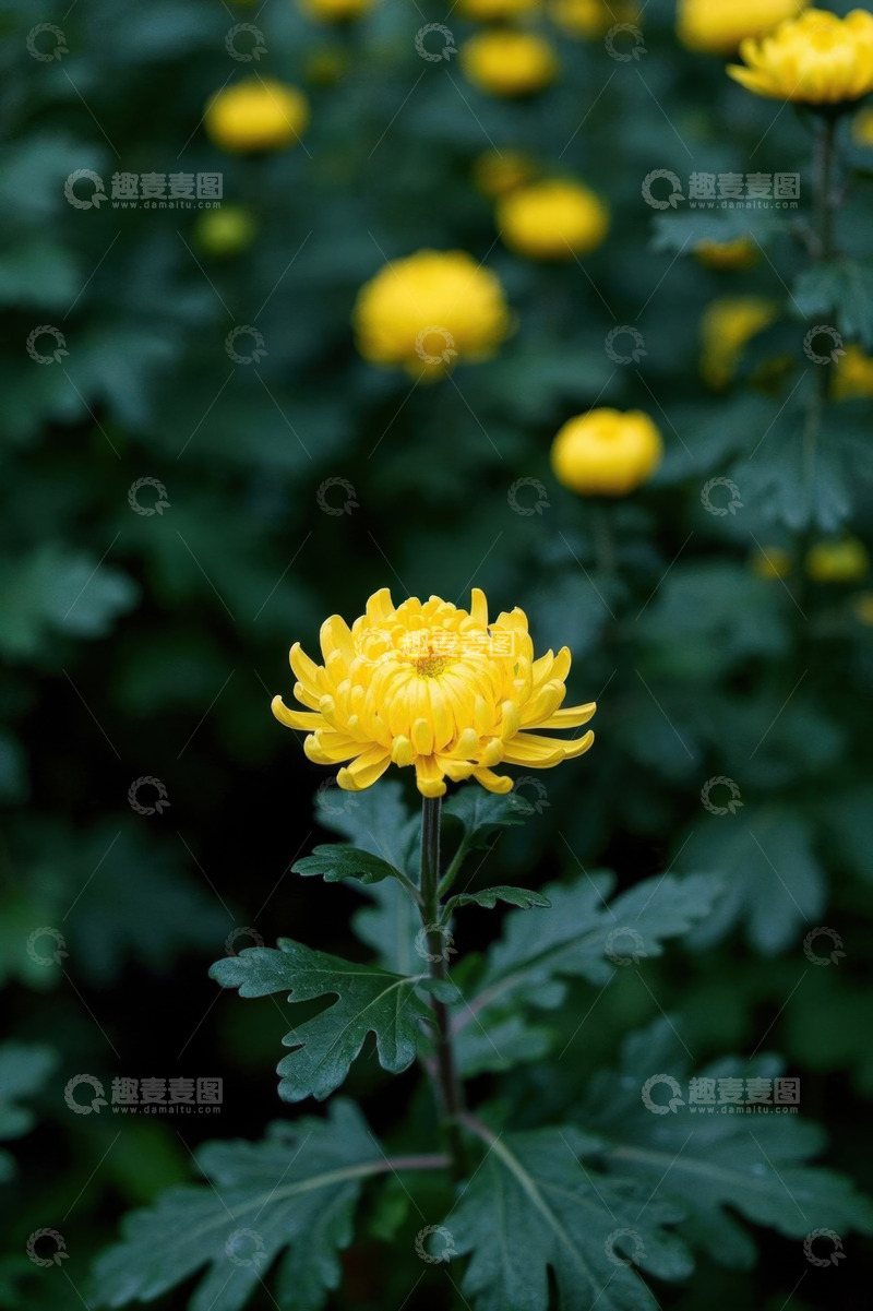 高清大图下载【趣麦麦图】黄色菊花特写