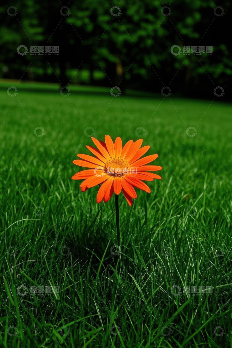 高清大图下载【趣麦麦图】草地上的橙色花朵特写