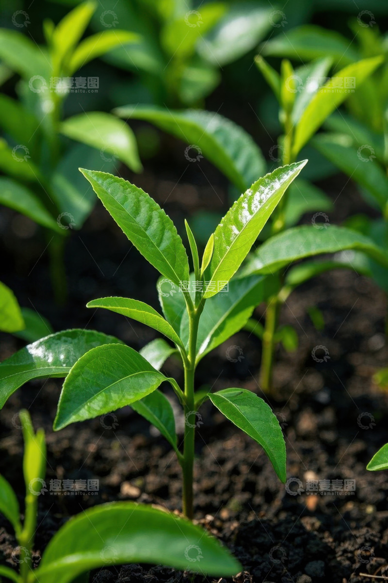 高清大图下载【趣麦麦图】嫩绿茶叶植株特写