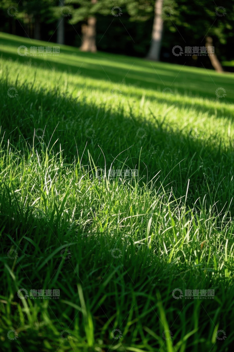 高清大图下载【趣麦麦图】阳光下的翠绿草坪景象