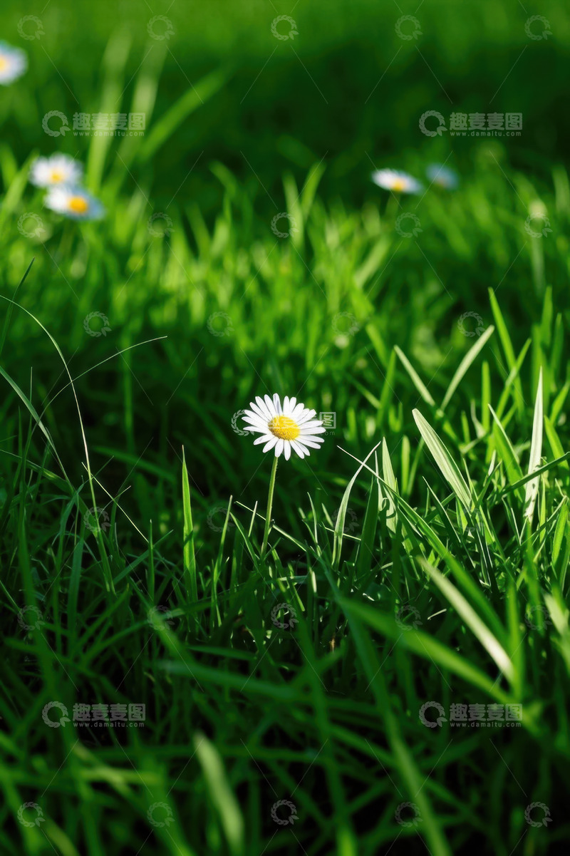 高清大图下载【趣麦麦图】草丛中的白色雏菊特写