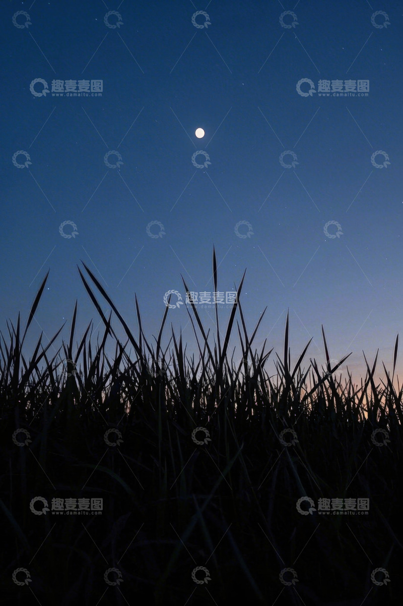 高清大图下载【趣麦麦图】月夜下的草地景观