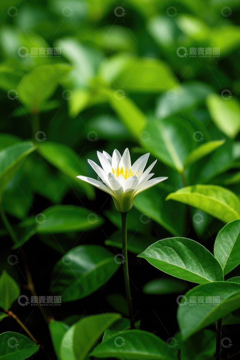 高清大图下载【趣麦麦图】绿叶丛中的白色花朵特写