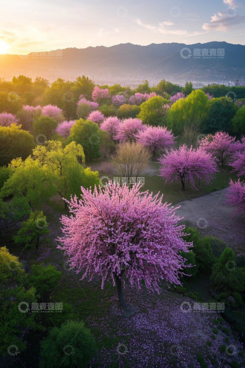 高清大图下载【趣麦麦图】春日繁花盛开的树林鸟瞰