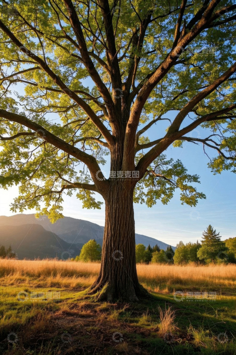 高清大图下载【趣麦麦图】户外原野中的茂盛大树