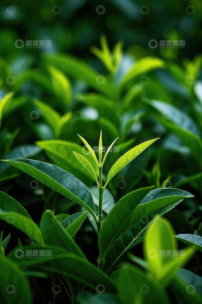 高清大图下载【趣麦麦图】嫩绿茶叶植物特写