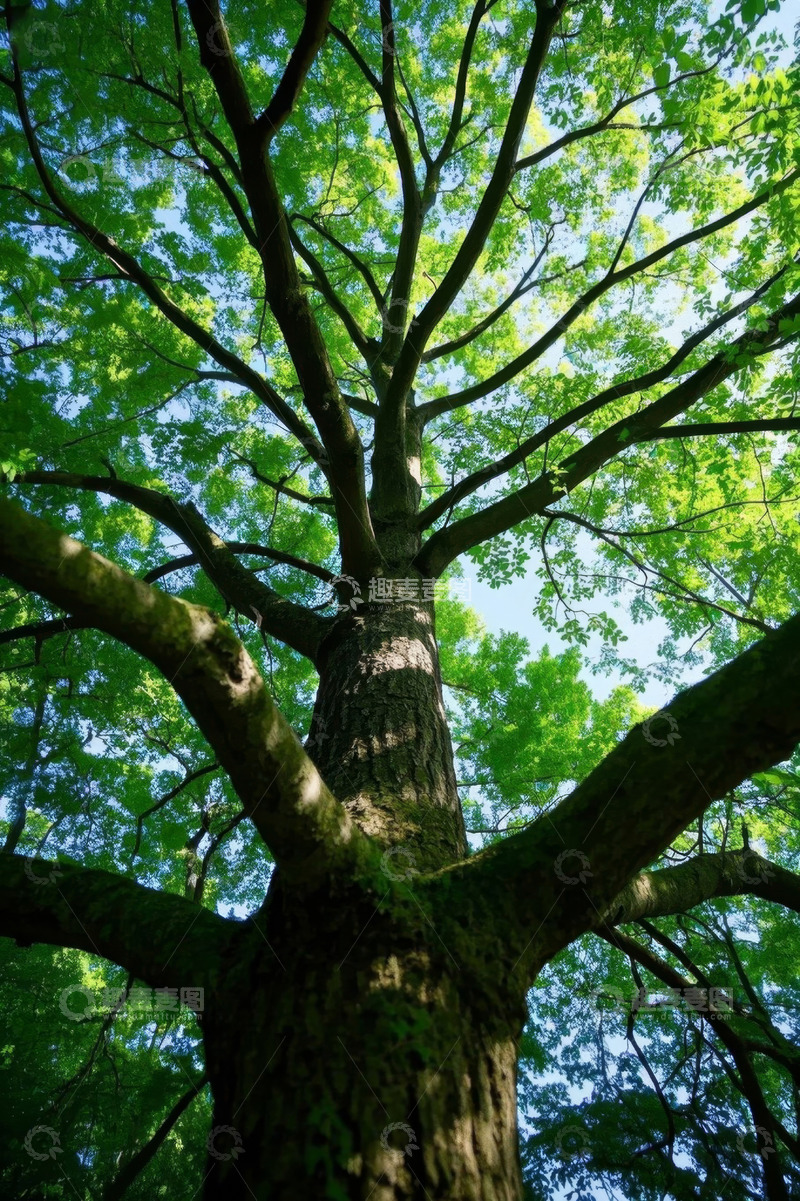 高清大图下载【趣麦麦图】仰视视角下的繁茂大树