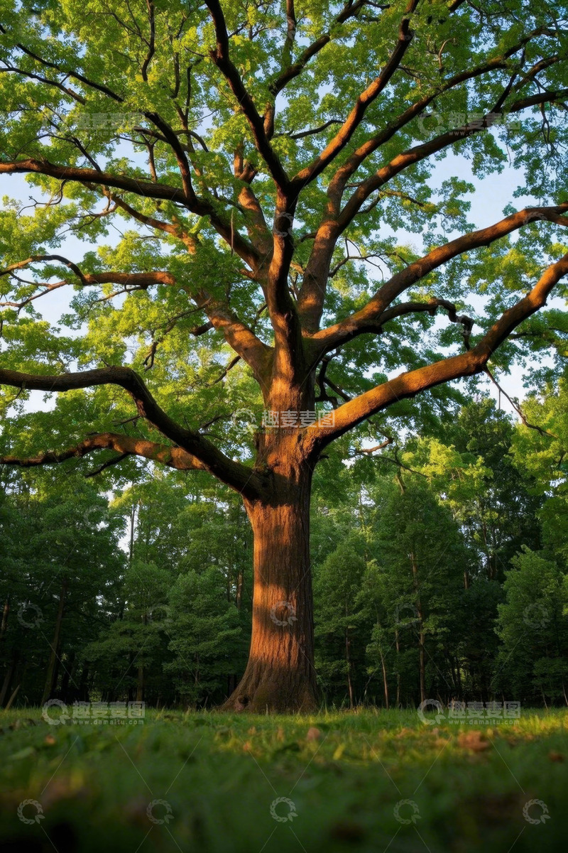 高清大图下载【趣麦麦图】森林中高大茂盛的树木