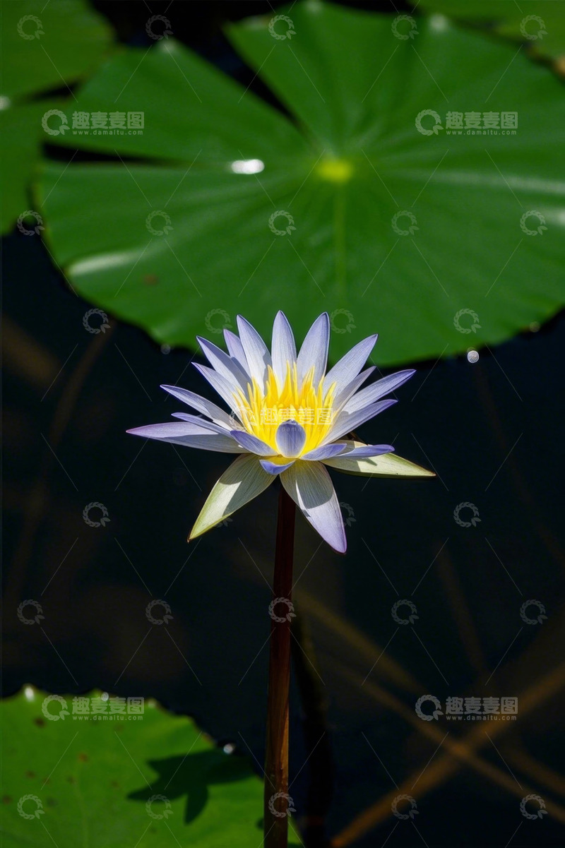 高清大图下载【趣麦麦图】水中绽放的紫色睡莲特写