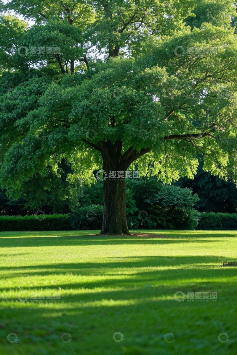 高清大图下载【趣麦麦图】公园中葱郁大树与绿地景象