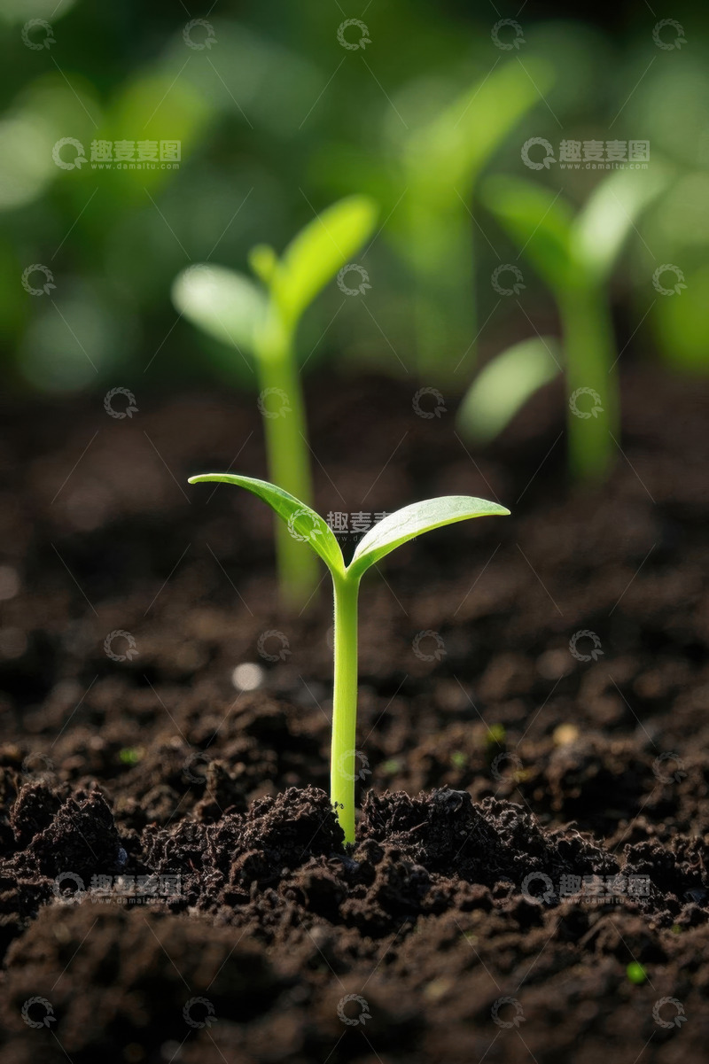 高清大图下载【趣麦麦图】破土而出的嫩绿幼苗