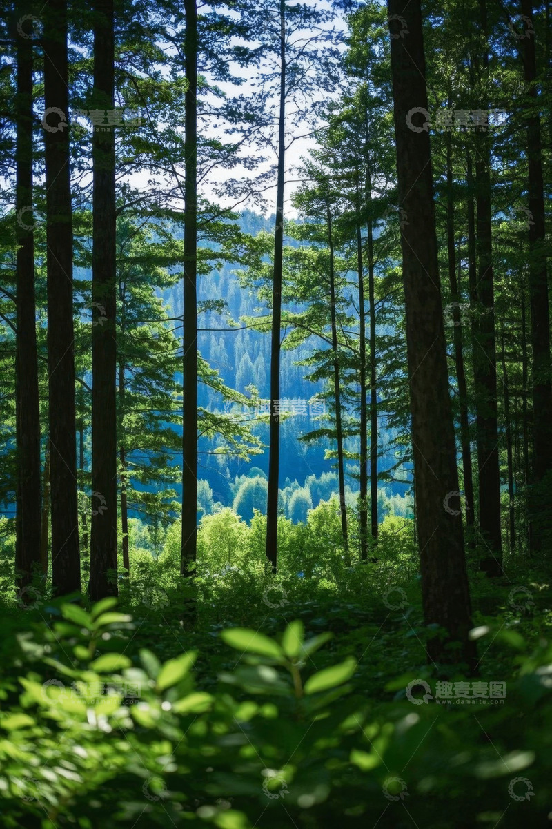高清大图下载【趣麦麦图】茂密森林自然风光景象