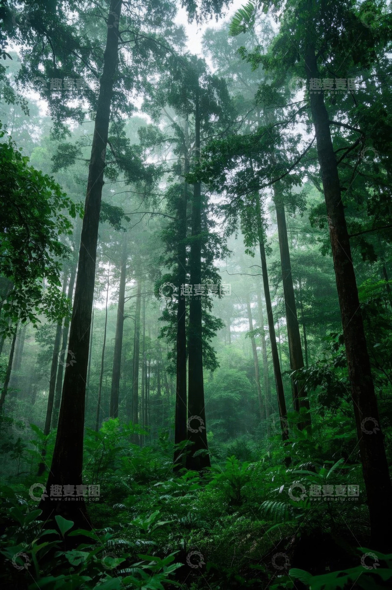 高清大图下载【趣麦麦图】茂密森林绿色自然景观