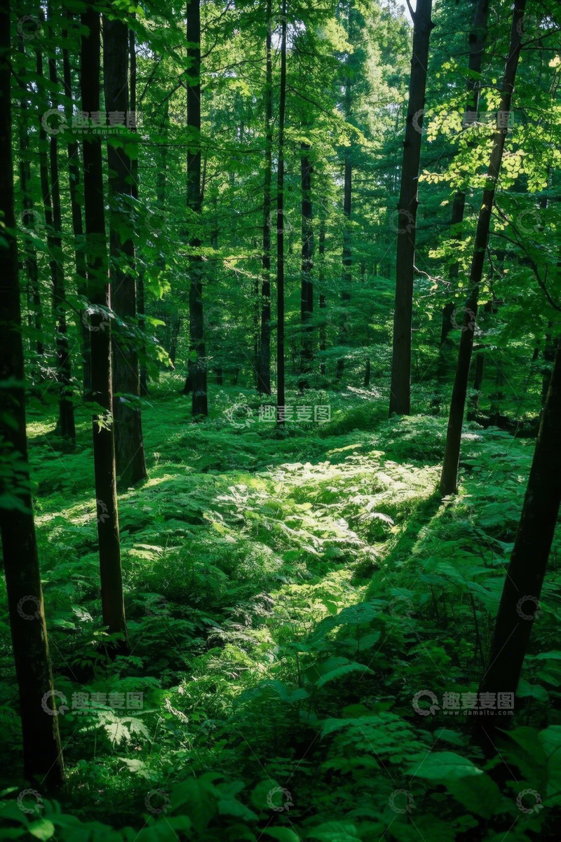 高清大图下载【趣麦麦图】阳光照耀下的茂密森林景象