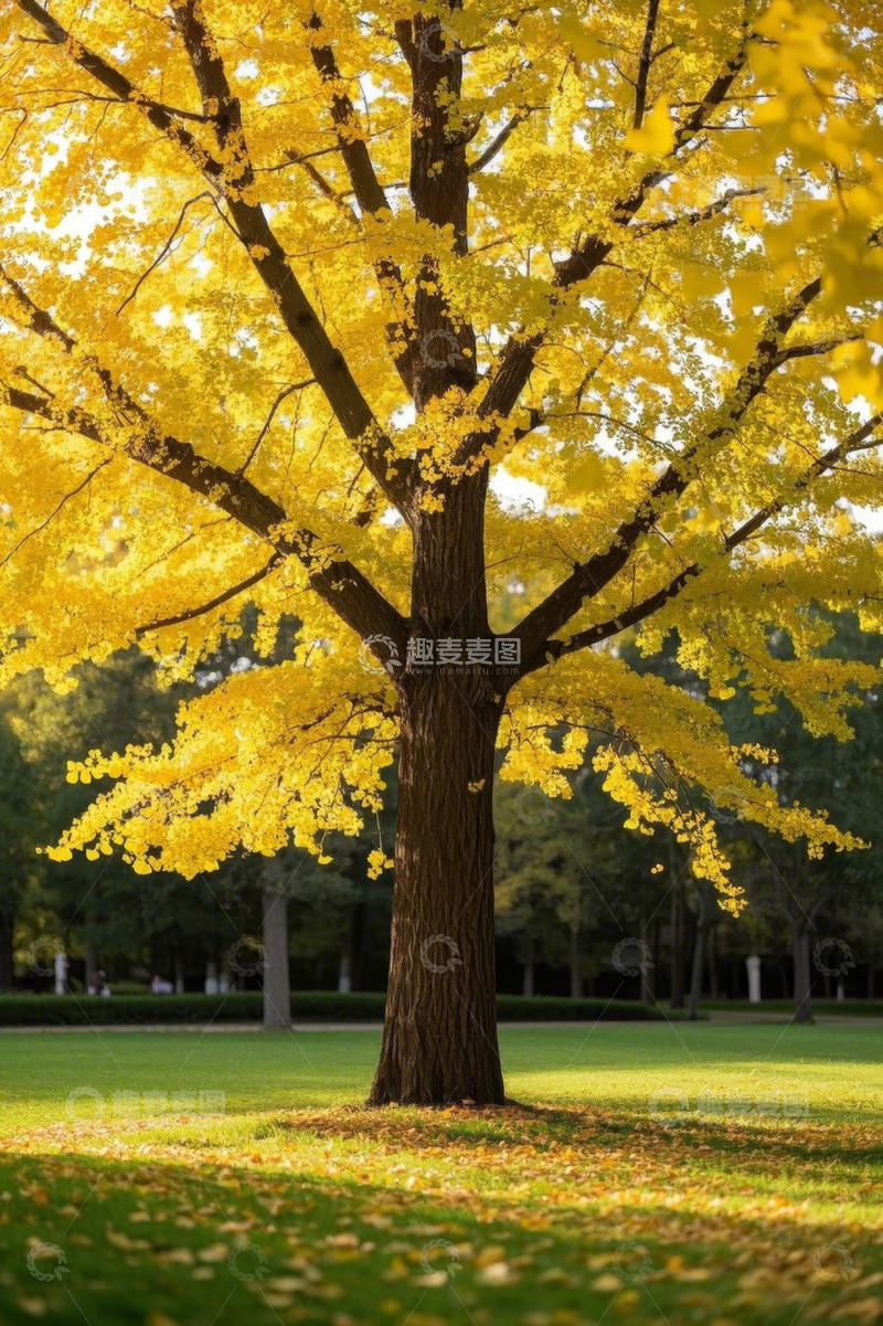 高清大图下载【趣麦麦图】户外金黄银杏树秋日景象