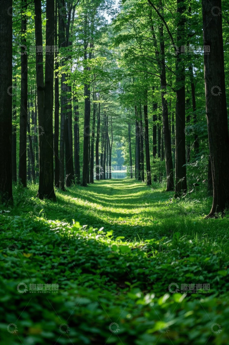 高清大图下载【趣麦麦图】阳光照耀下的茂密森林景象