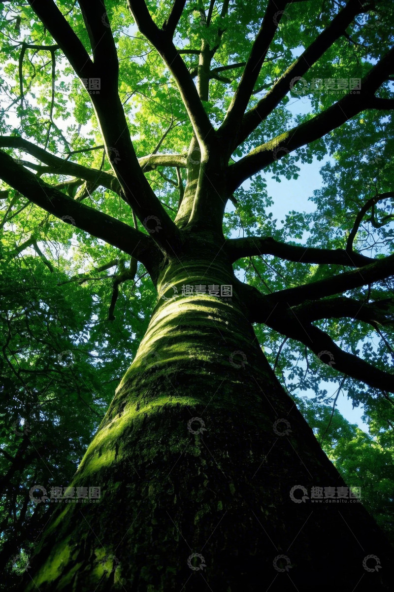 高清大图下载【趣麦麦图】仰视视角下的高大树木