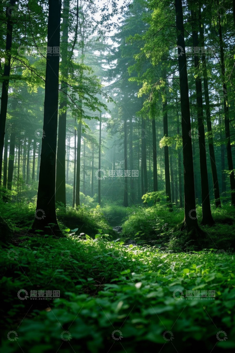 高清大图下载【趣麦麦图】阳光洒落的茂密森林景象