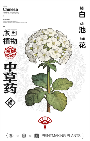 白池花中草药线稿版画海报