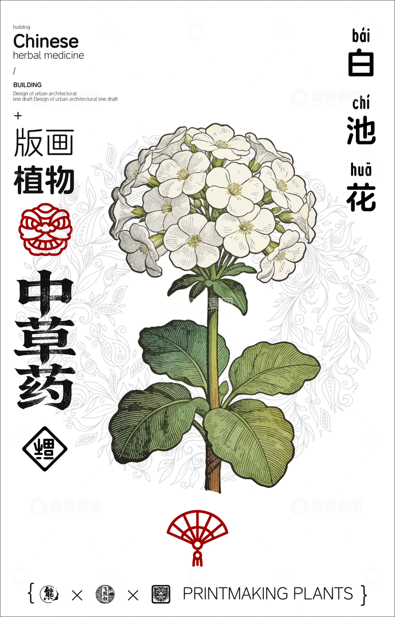 源文件下载【趣麦麦图】白池花中草药线稿版画海报