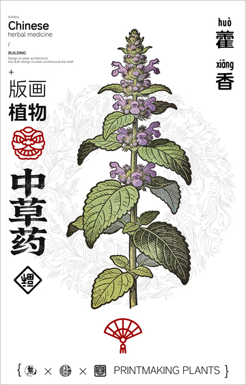 藿香中草药线稿版画海报