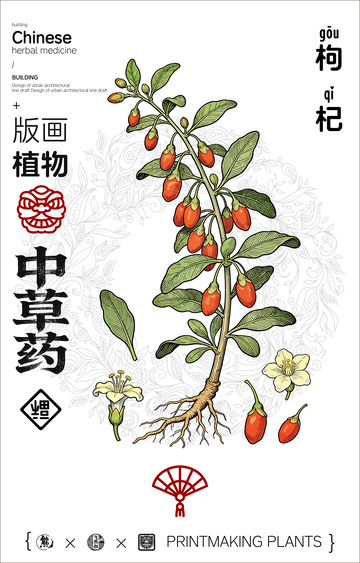 枸杞中草药线稿版画海报