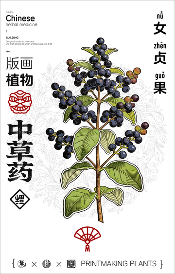 女贞果中草药线稿版画海报
