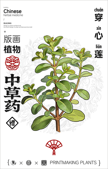 穿心莲中草药线稿版画插画