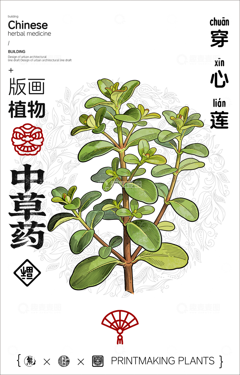 源文件下载【趣麦麦图】穿心莲中草药线稿版画插画