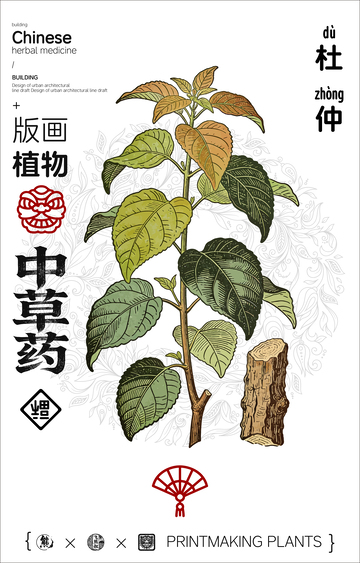 杜仲中草药线稿版画海报