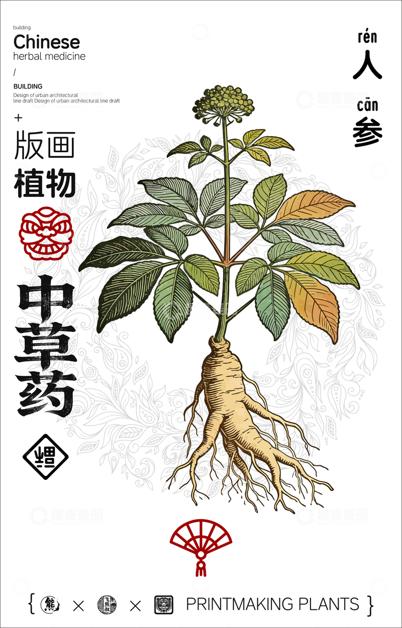 源文件下载【趣麦麦图】-人参中草药线稿版画海报