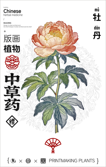 牡丹中草药线稿版画海报