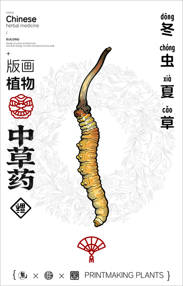 冬虫夏草中草药线稿版画海报