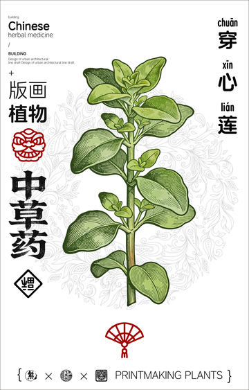 穿心莲中草药线稿版画海报