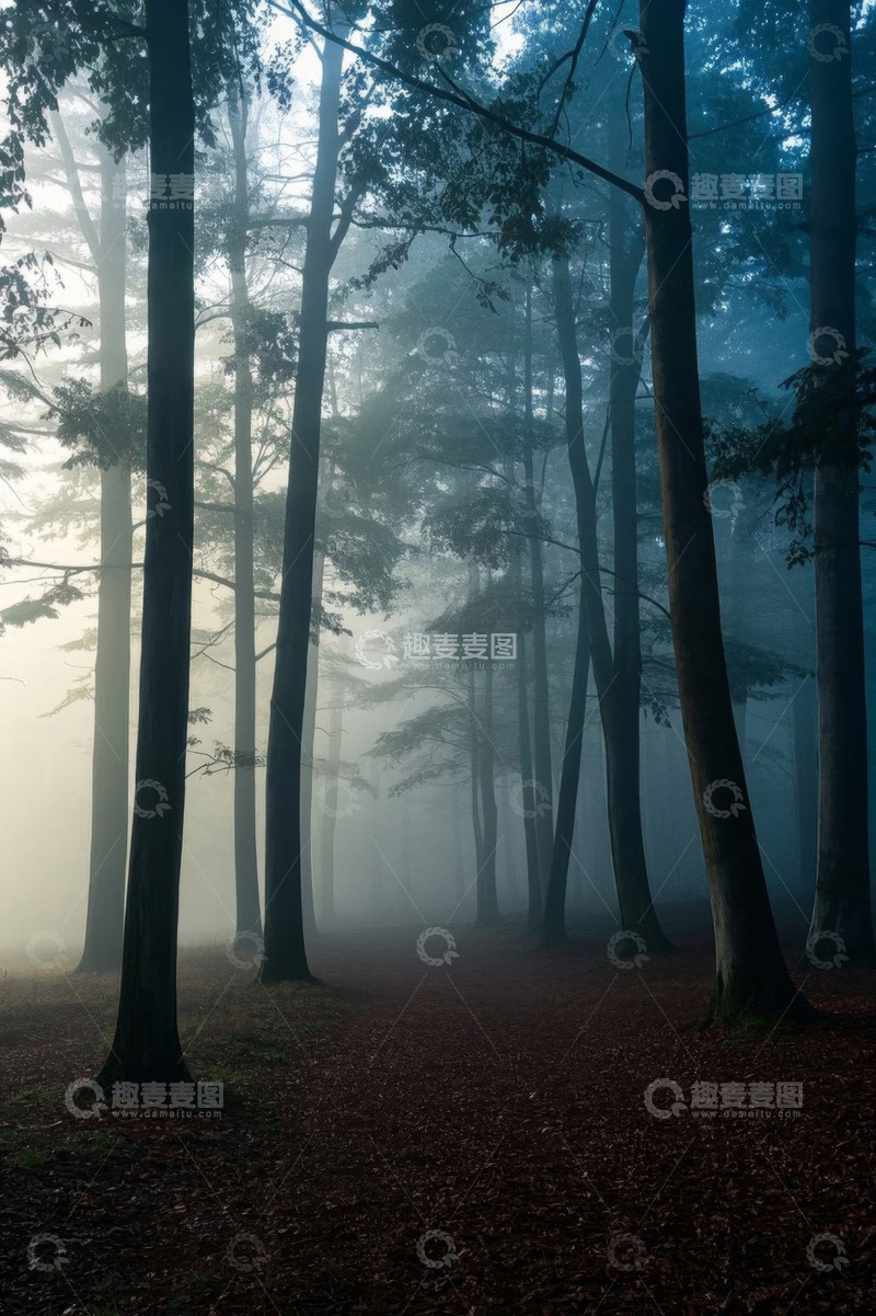高清大图下载【趣麦麦图】雾中森林树木景观