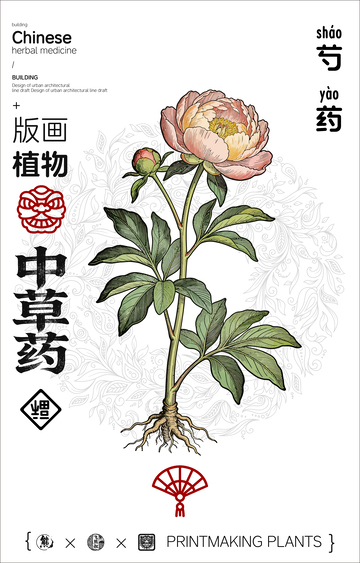 芍药中草药线稿版画海报