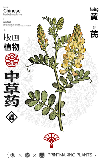黄芪中草药线稿版画海报