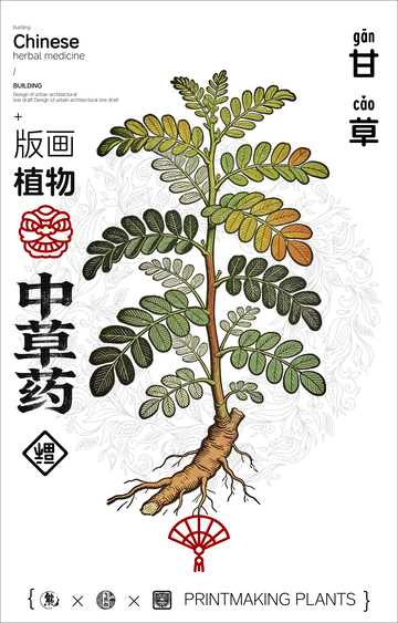 甘草中草药线稿版画海报