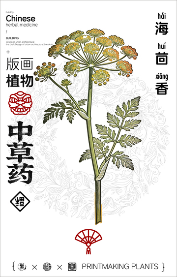 海茴香中草药线稿版画海报