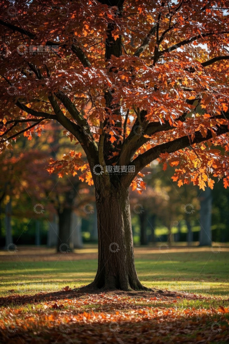高清大图下载【趣麦麦图】秋季公园红枫树景象