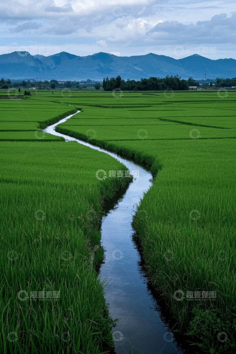 高清大图下载【趣麦麦图】田园稻田中的蜿蜒水渠