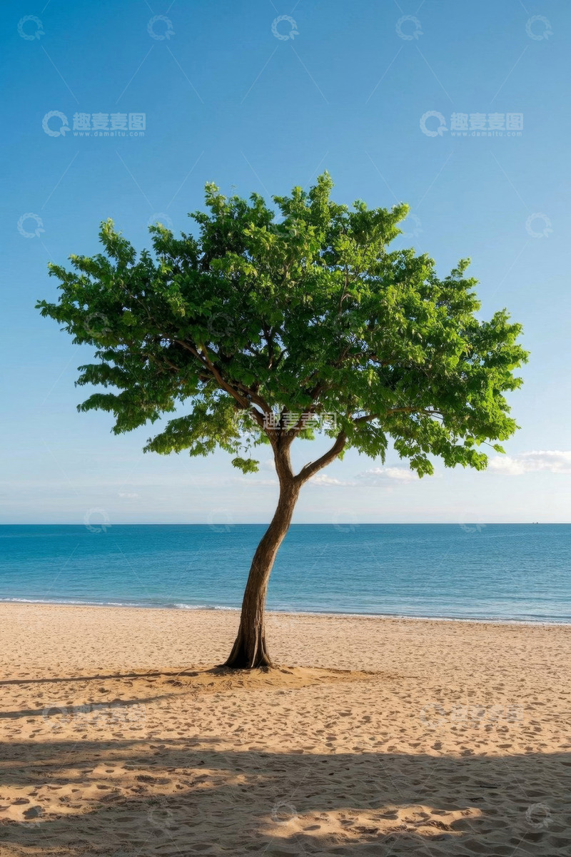 高清大图下载【趣麦麦图】海滩上的独棵绿树