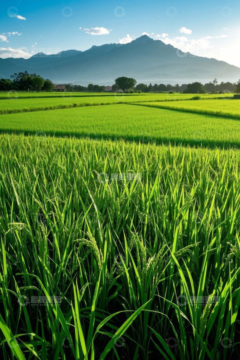高清大图下载【趣麦麦图】绿色稻田与远山自然景观