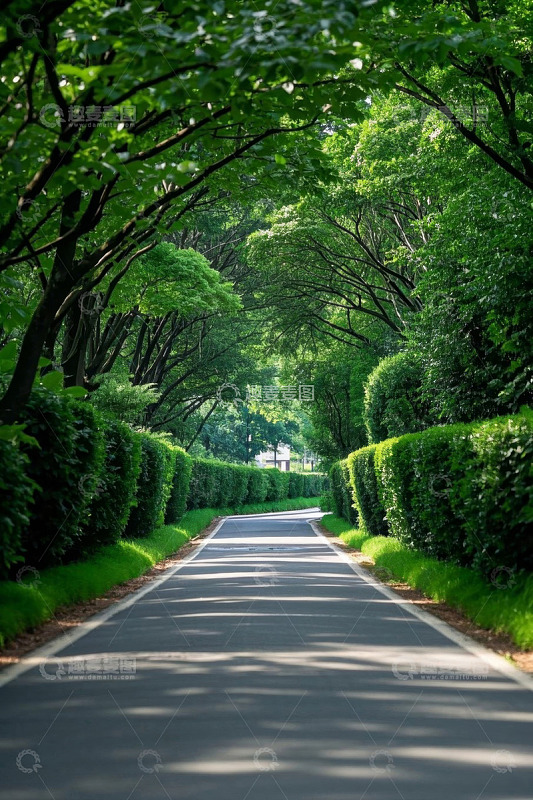绿树成荫的林间小路