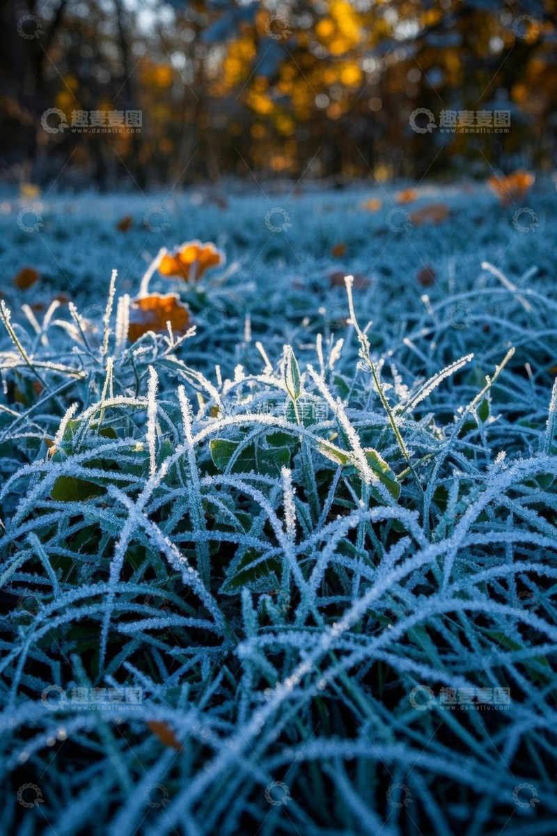 高清大图下载【趣麦麦图】覆霜草地与秋日落叶景观