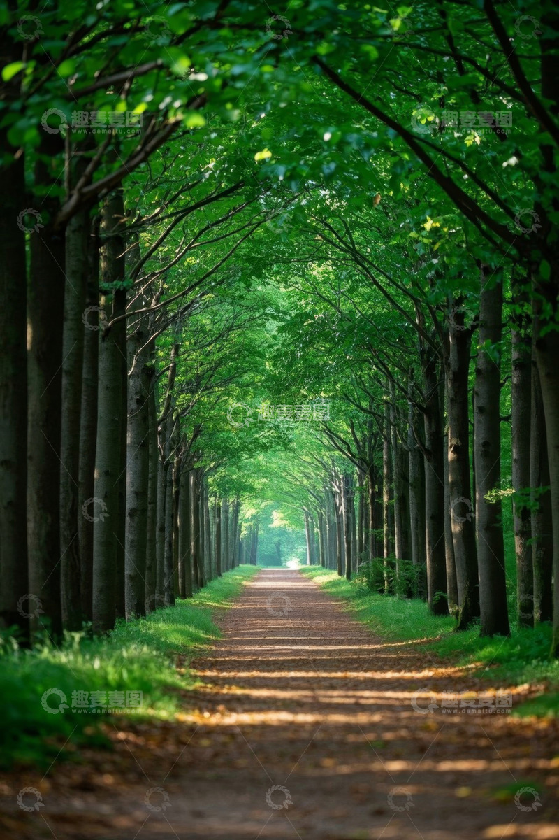 高清大图下载【趣麦麦图】森林中绿荫覆盖的林间小道