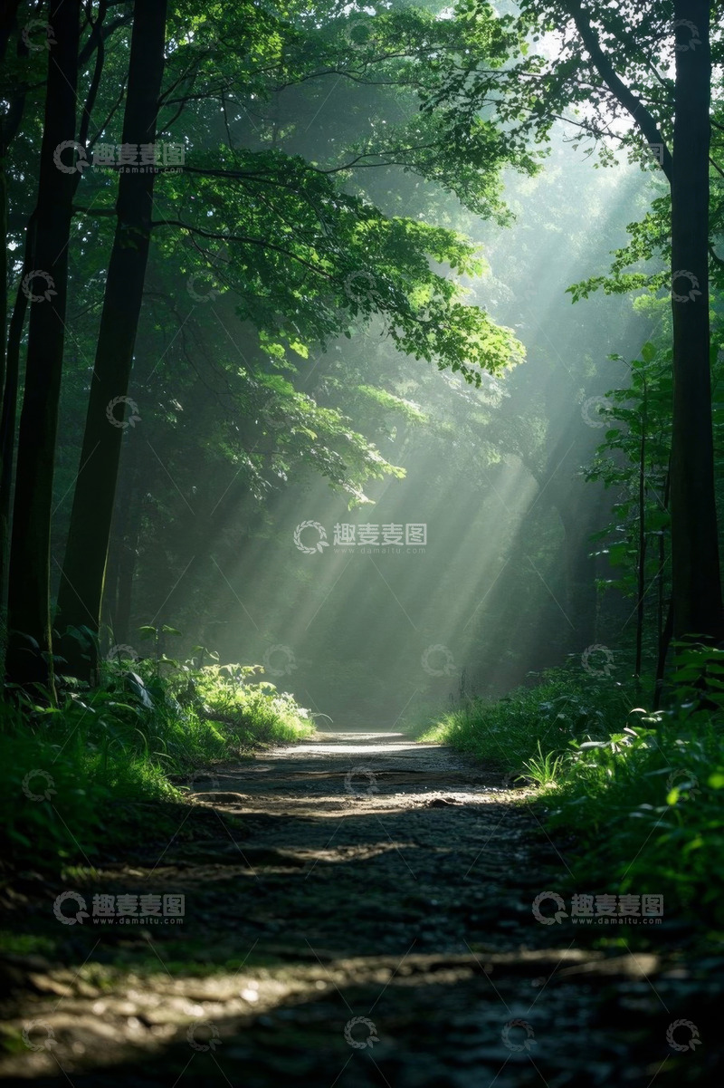 高清大图下载【趣麦麦图】森林小径阳光穿透绿意景象