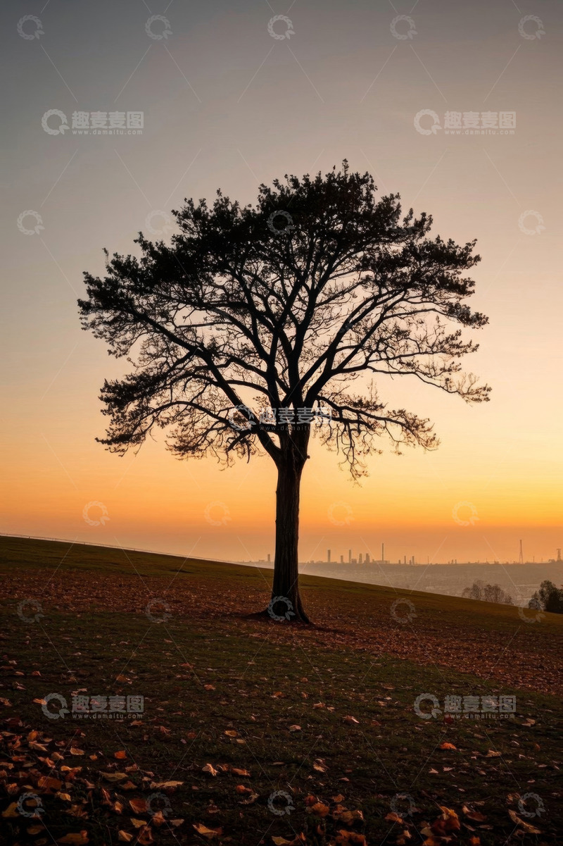 高清大图下载【趣麦麦图】黄昏时草地孤树风景